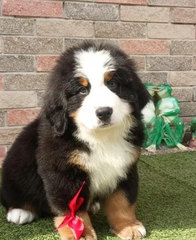 Filhote de Bernese Mountain Dog 2