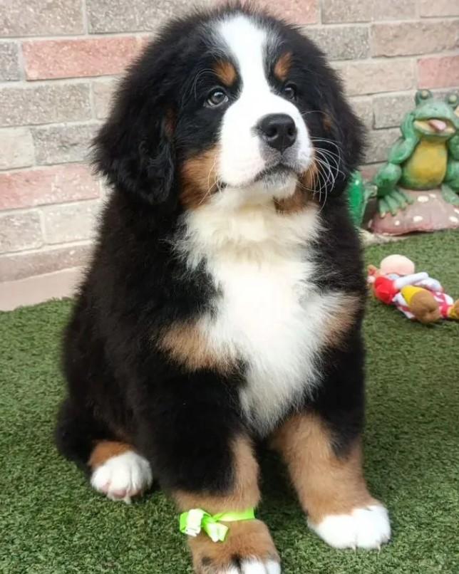 Filhote de Bernese Mountain Dog 3