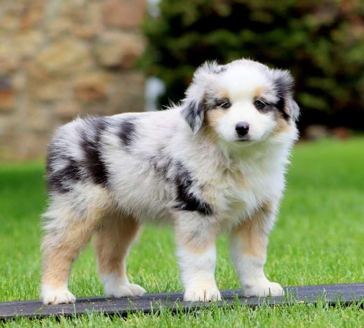 Filhote de Border Collie 2