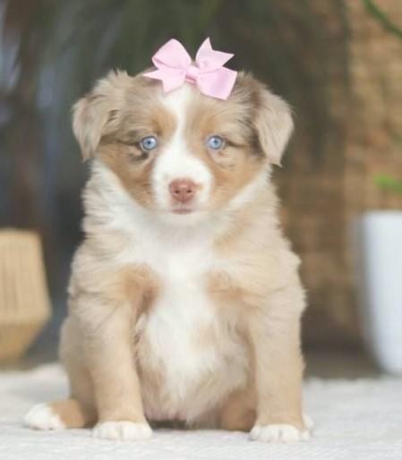 Filhote de Border Collie 3