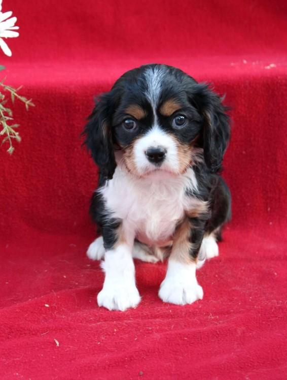 Cavalier King Charles Spaniel