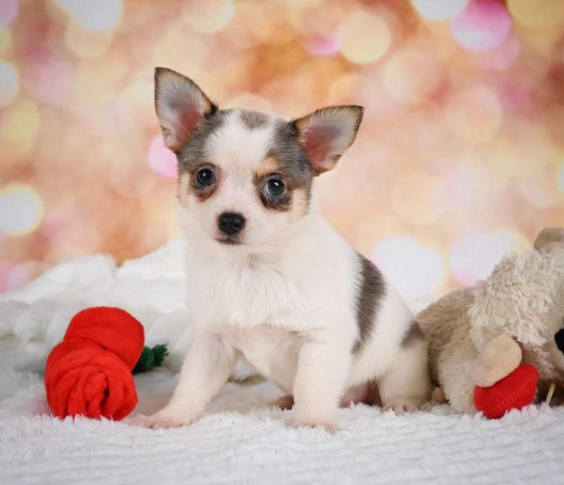 Chihuahua