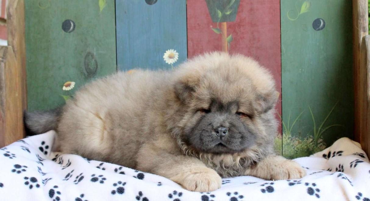 Chow Chow