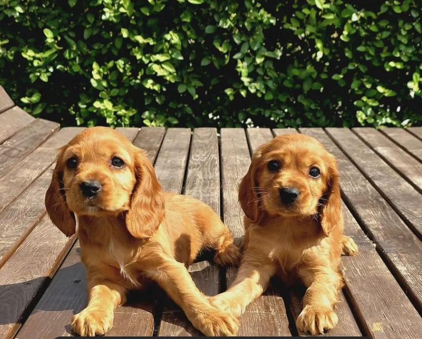 Cocker Spaniel