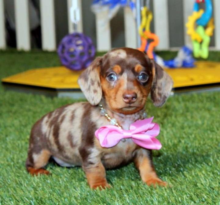 Dachshund