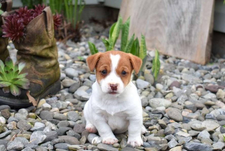 Jack Russell Terrier