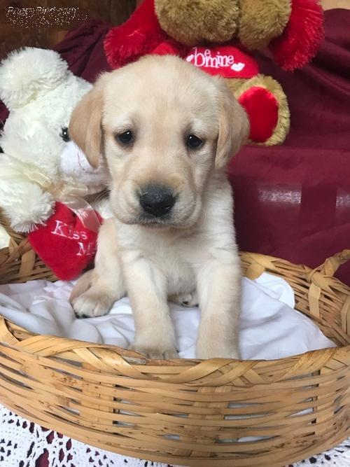 Simba — filhote de Labrador Retriever disponível em São Paulo