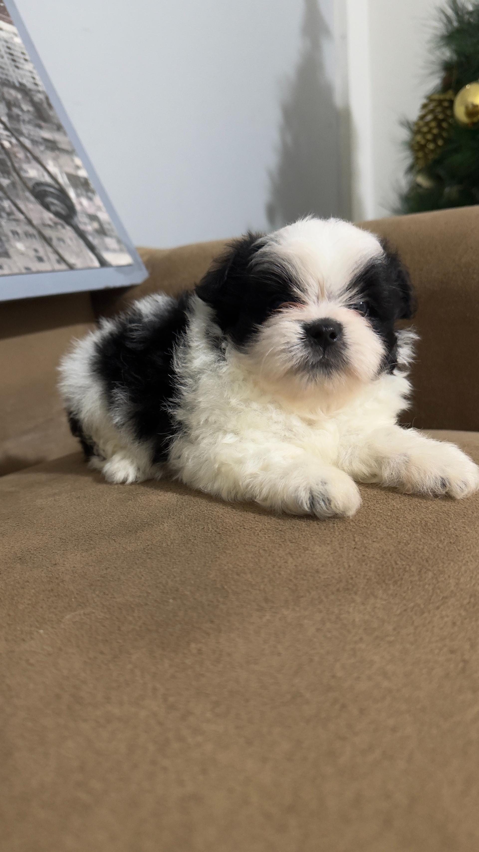 Lhasa Apso
