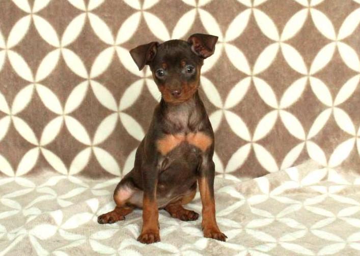 Pinscher