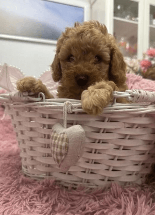 Poodle