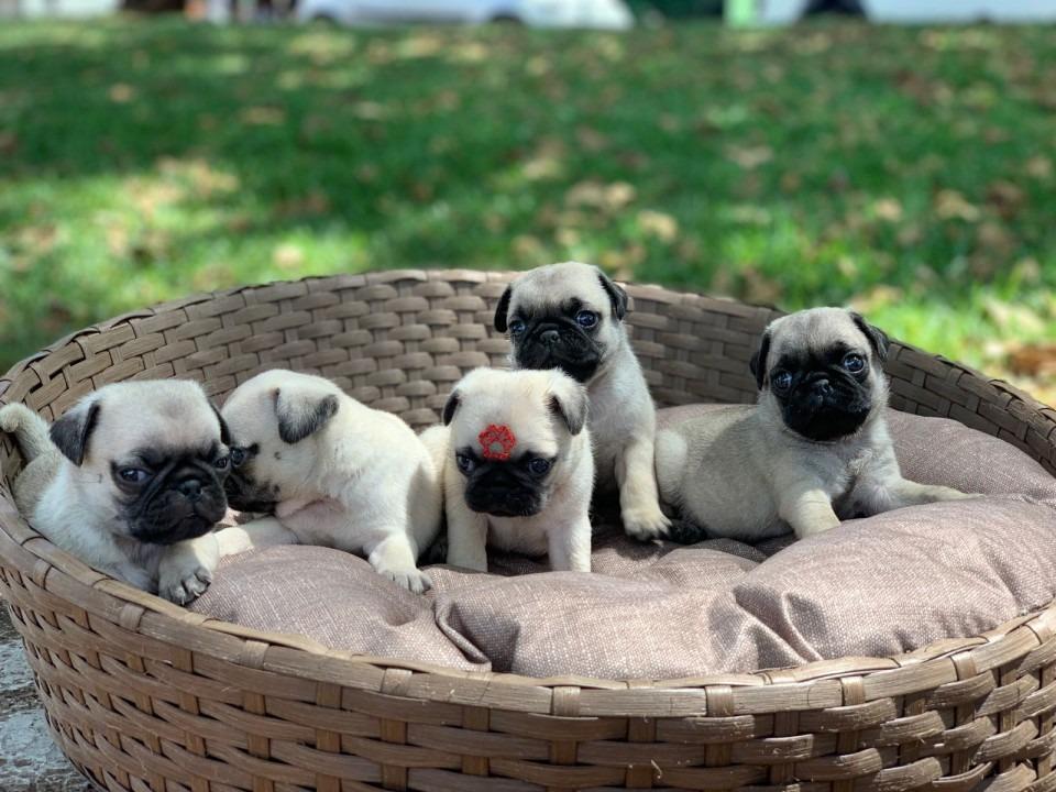 Pug