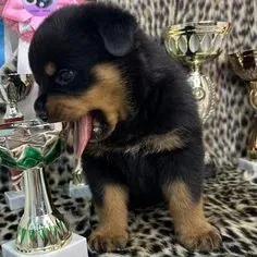 Rottweiler