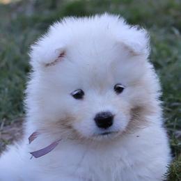 Samoyeda