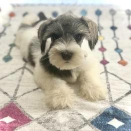 Schnauzer