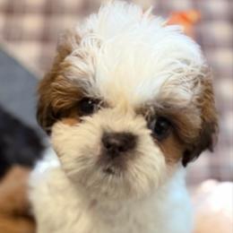 Nala — filhote de Shih Tzu disponível em São Paulo