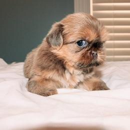 Nala 2