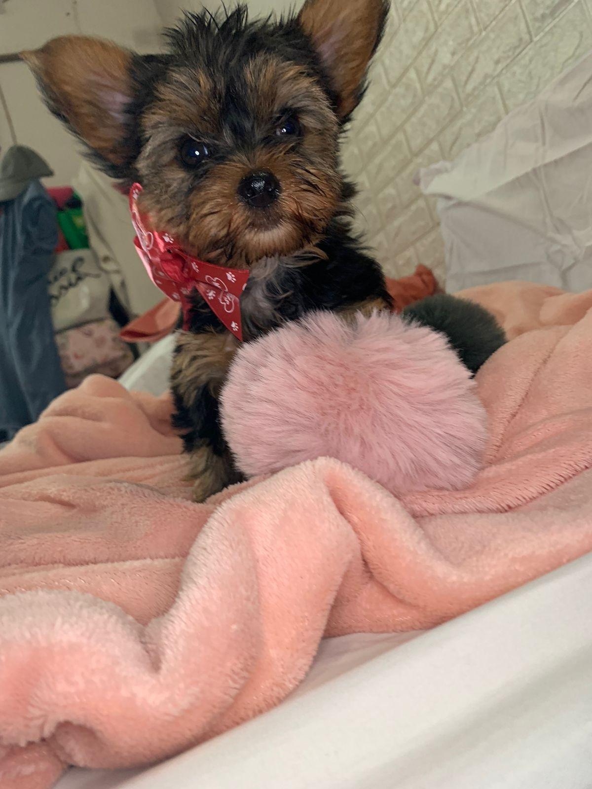 Filhote de Yorkshire Terrier 2