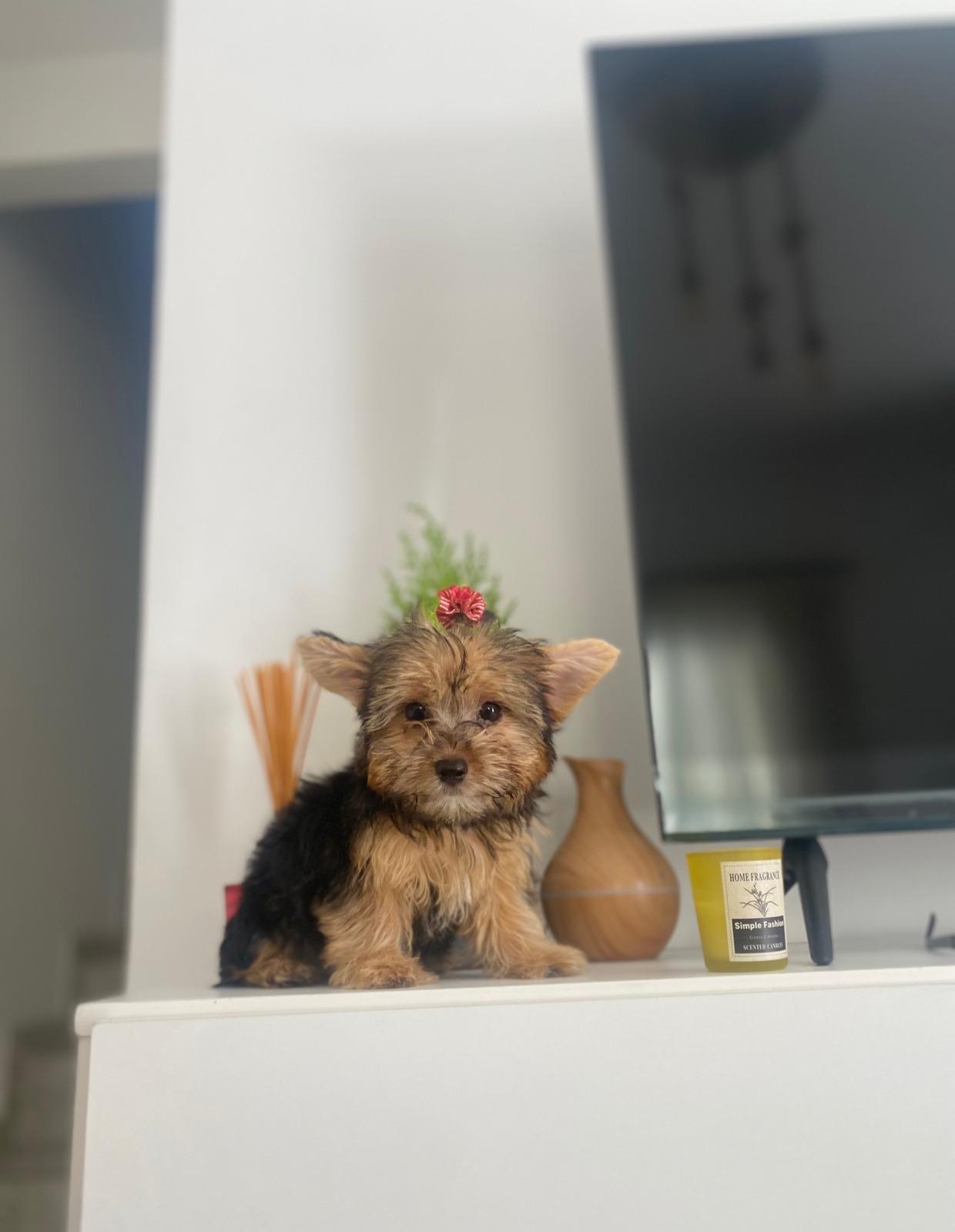 Filhote de Yorkshire Terrier 3