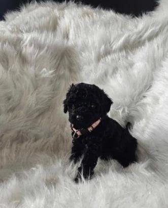 Bella 3