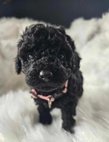 Bella 2