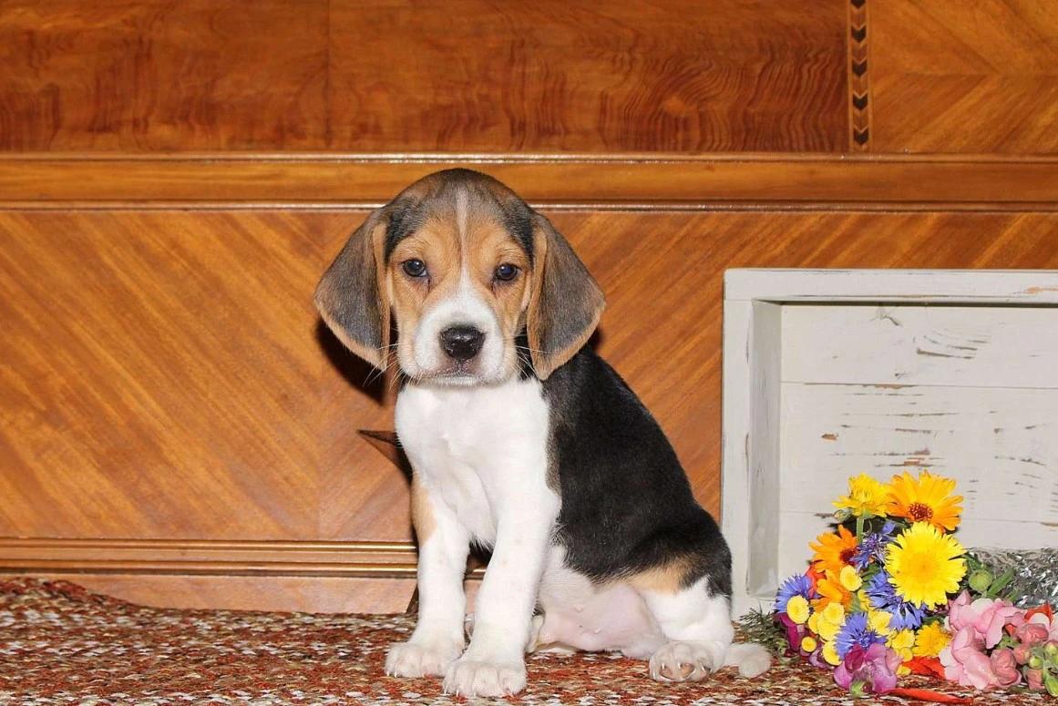 Beagle — filhote de Beagle disponível em São Paulo