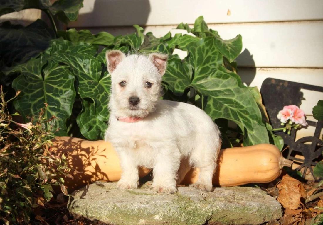 Bela — filhote de West Highland White Terrier disponível em São Paulo