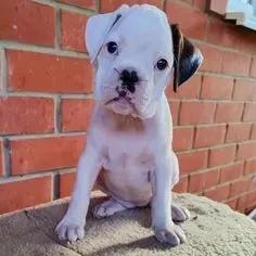 Filhotes de Boxer  — filhote de Boxer disponível em São Paulo