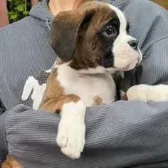 Filhotes de Boxer  5