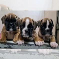 Filhotes de Boxer  4