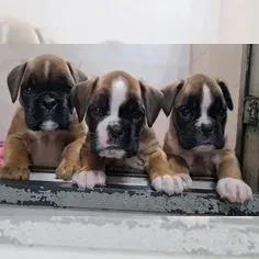 Filhotes de Boxer  3