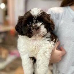 Shih Tzu — filhote de Shih Tzu disponível em São Paulo