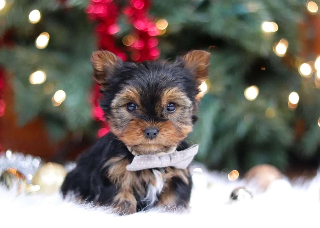 Filhote de Yorkshire Terrier 2