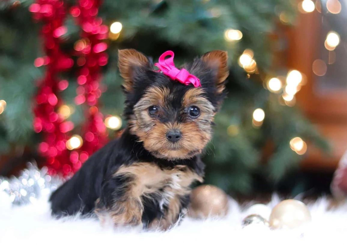 Filhote de Yorkshire Terrier 3