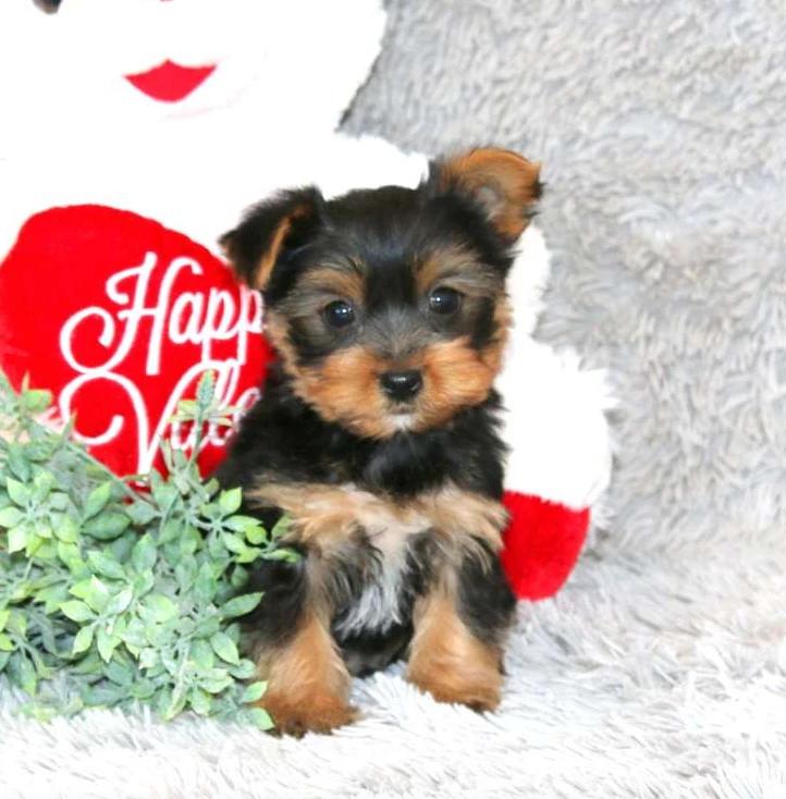 Filhote de Yorkshire Terrier 4