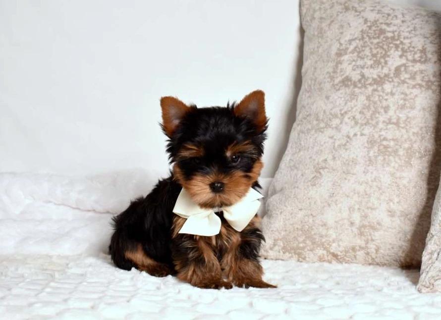 Filhote de Yorkshire Terrier 6