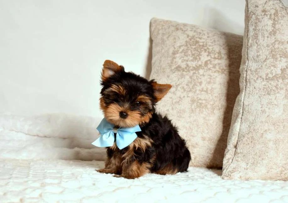 Filhote de Yorkshire Terrier 7