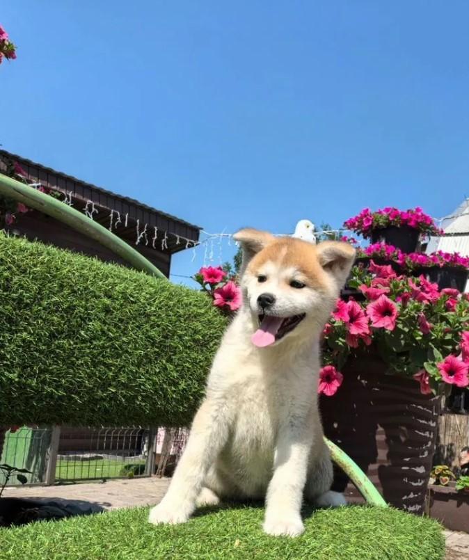 Akita Inu