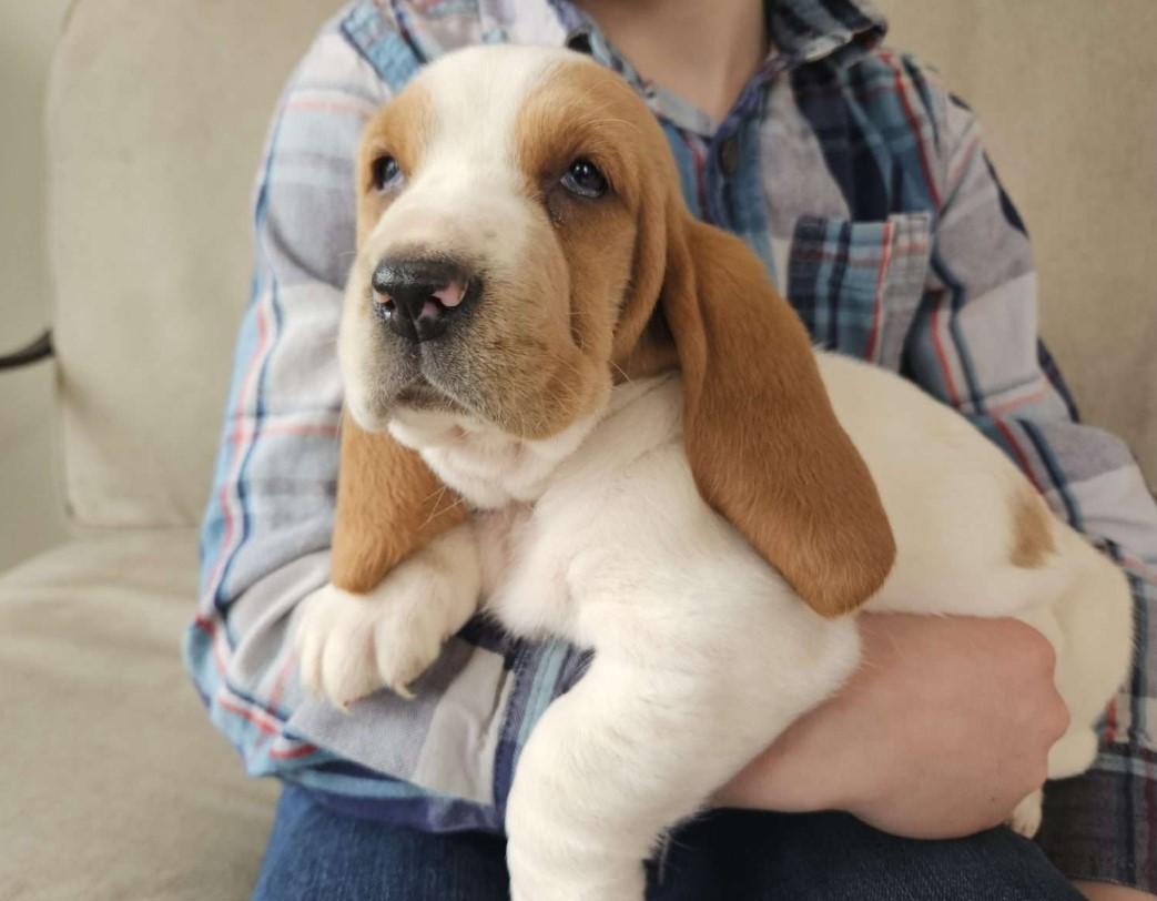 Basset Hound