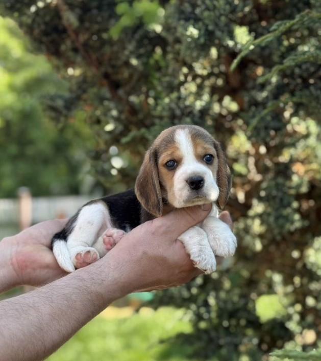 Beagle
