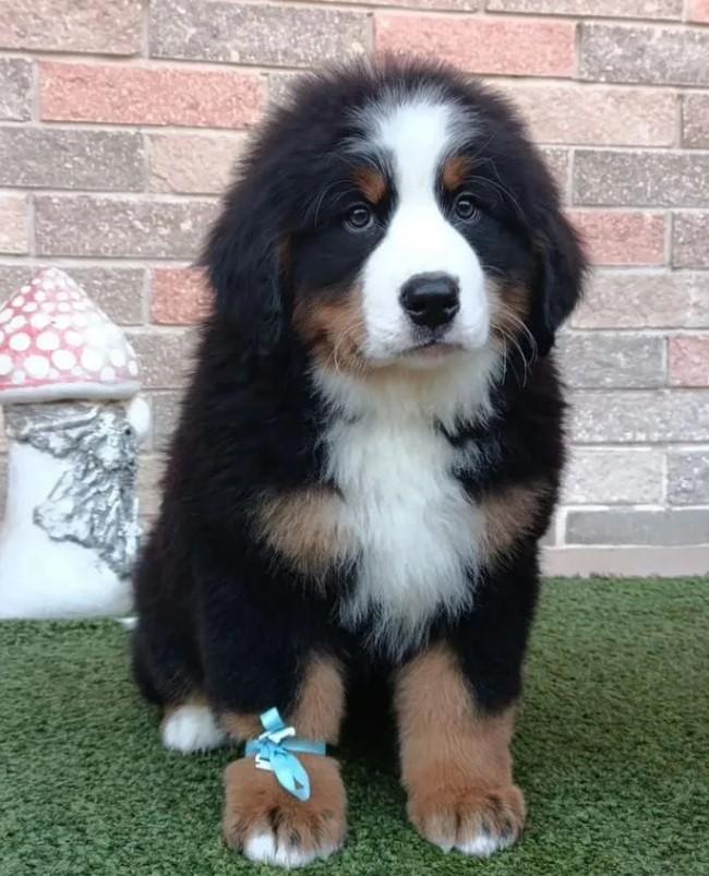 Filhote de Bernese Mountain Dog — filhote de Bernese Mountain Dog disponível em São Paulo