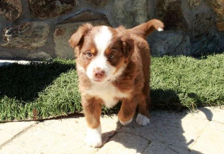 Border Collie