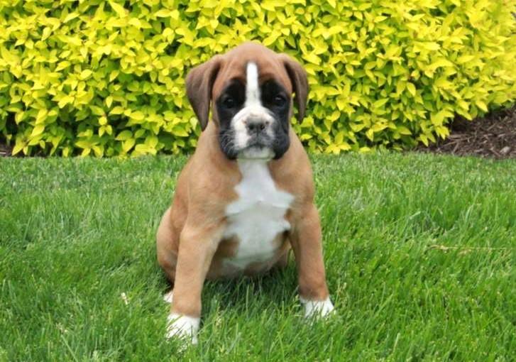 Boxer