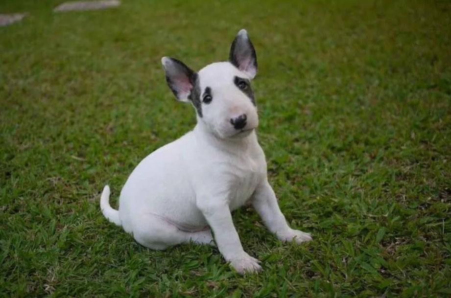 Bull Terrier