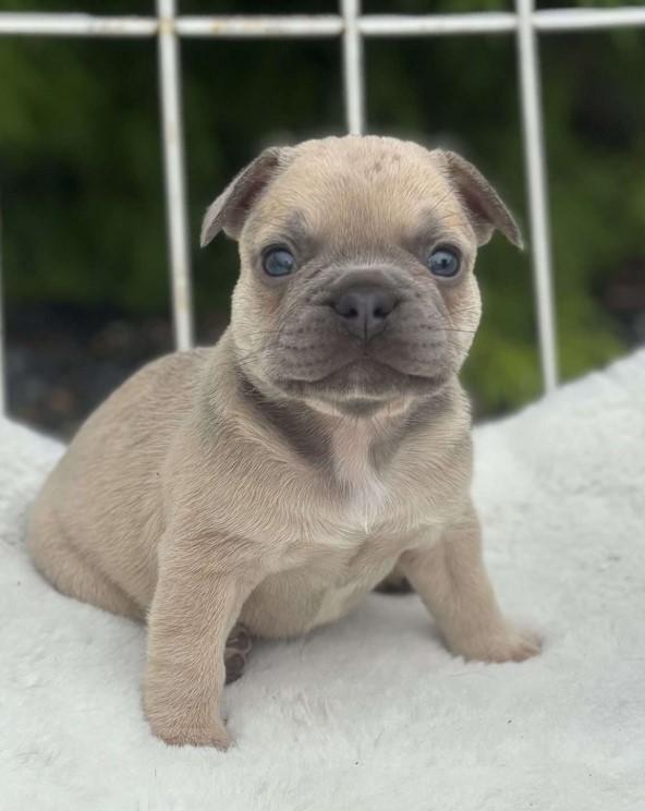 Bulldog Francês