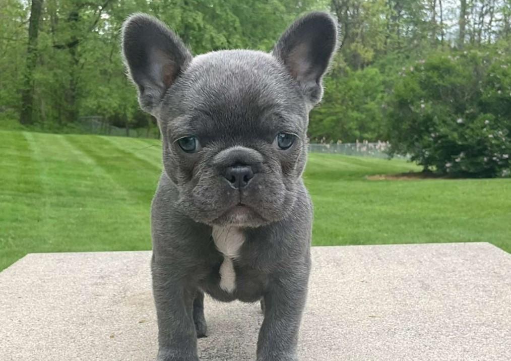 Pimenta — filhote de Bulldog Francês disponível em São Paulo