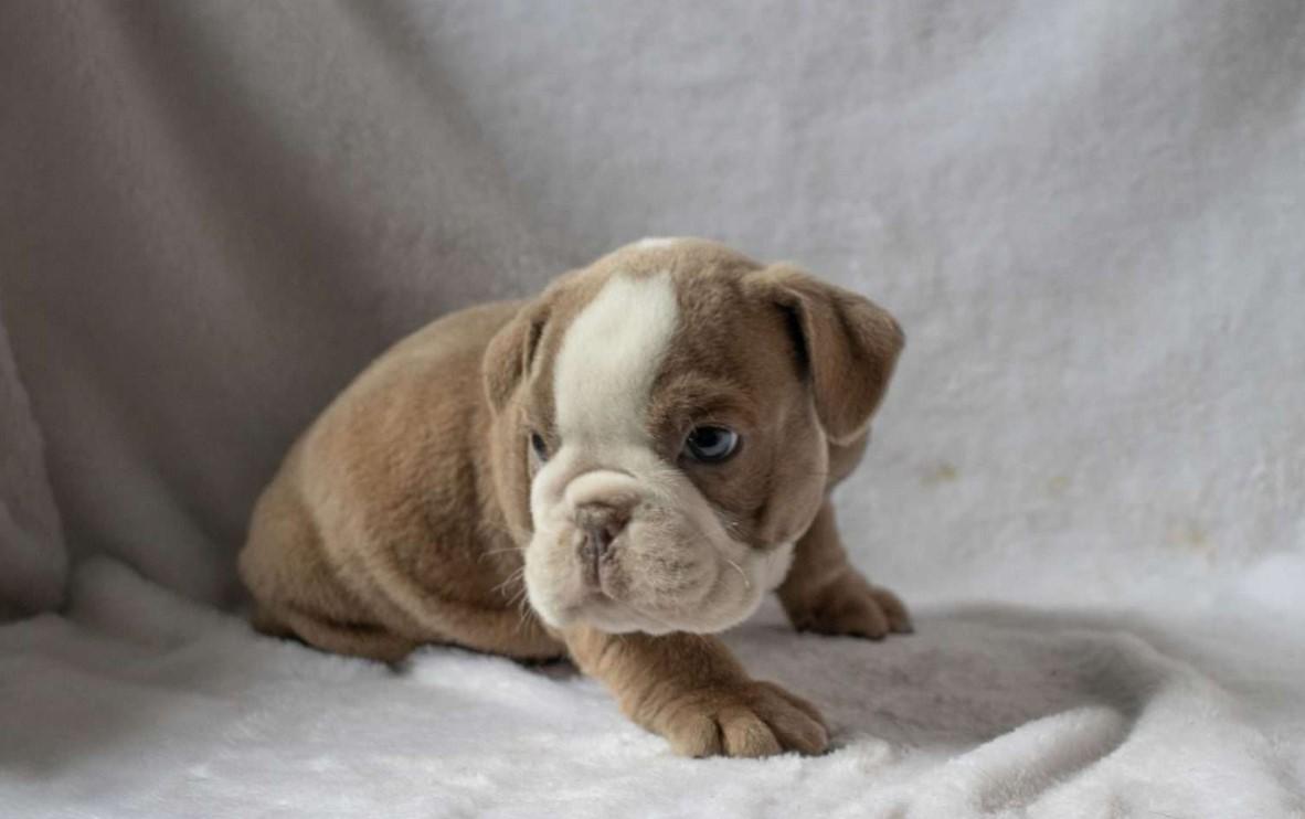 Bulldog Inglês