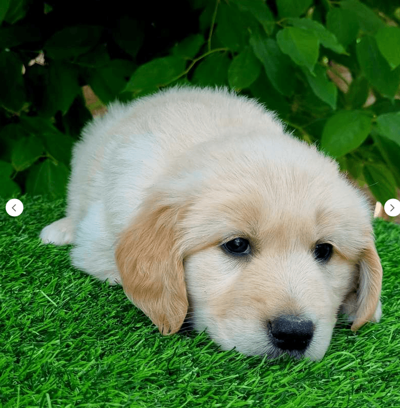 Luna — filhote de Golden Retriever disponível em São Paulo