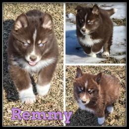 Husky Siberiano