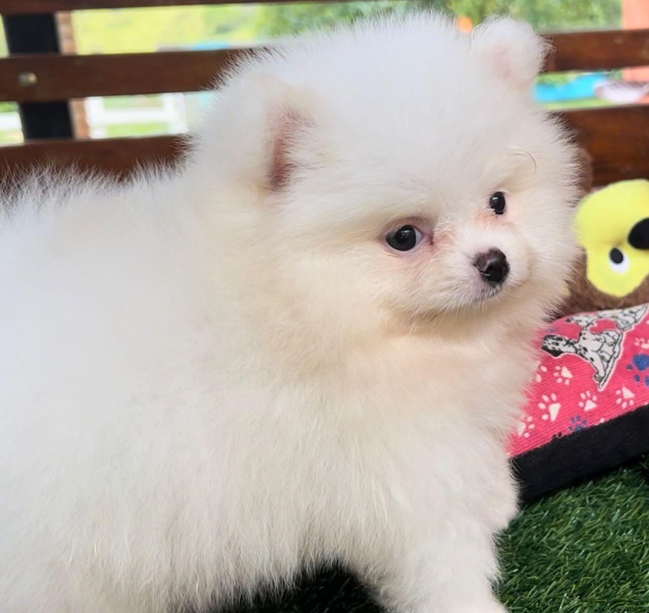 Spitz Alemão