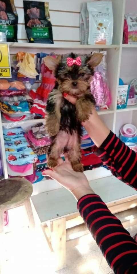 Filhote de Yorkshire Terrier — filhote de Yorkshire Terrier disponível em São Paulo